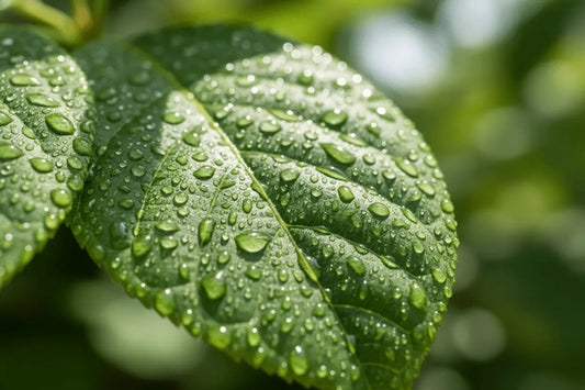 How to build an eco-friendly home one swap at a time - EcoElara Ltd
